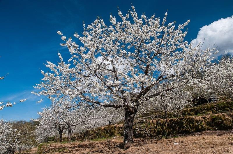 Maravillas naturales: Valle del Jerte