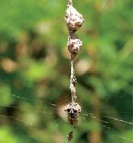 Araña 