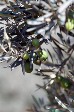 Imagen de un olivar andaluz