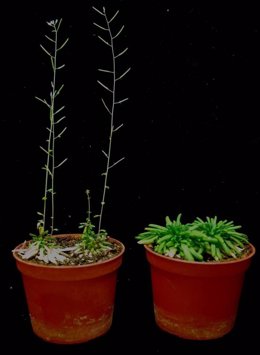 Dos Plantas Arabidopsis Modificadas Genéticamente