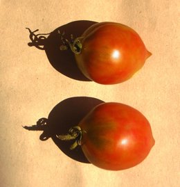El tomate, cultivo tradicional catalán