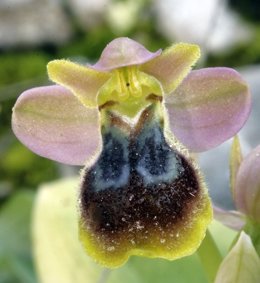 Nueva Especie De Orquídea Descubierta Por Investigadores De La UPV