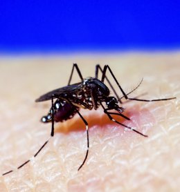 Mosquito  A. Aegypti, dengue, zika, chikungunya