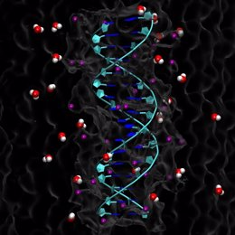 Reconstrucción de una doble hélice de ADN en un ambiente acuoso