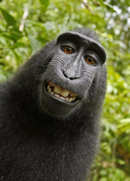 Selfi del mono