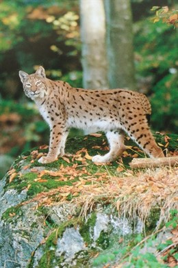 Fapas ve "inaceptable" la propuesta del Principado de reintroducción del lince boreal