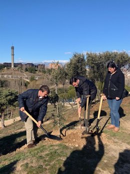 El alcalde de Tres Cantos, Jesús Moreno, planta uno de los 50 nuevos árboles de la localidad, incluidos en los 10.000 previstos a lo largo de los próximos cuatro años.