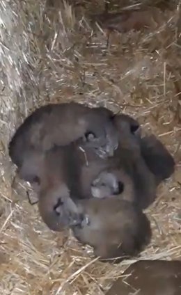 Captura del vídeo publicado por Crespo con las crías de lince nacidas en el pajar de una finca.