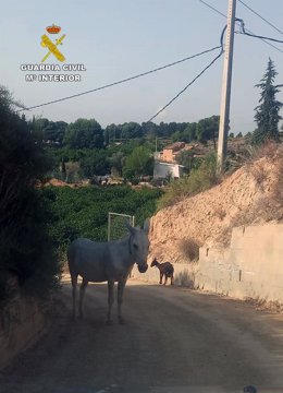 Guardia Civil rescata a un equino y una cabra que deambulaban desorientados por una carretera de Librilla
