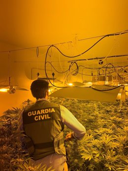 Plantación de marihuana descubierta por la Guardia Civil.