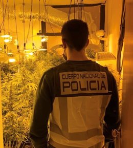 Un agente de la Policía Nacional en el piso en el que se han intervenido 196 plantas de marihuana