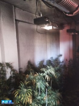 Planta de marihuana hallada en un inmueble incendiado en Cartuja