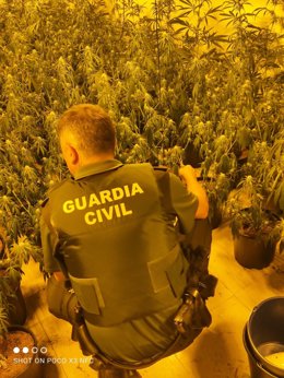 Agente de la Guardia Civil junto a una plantación de marihuana.