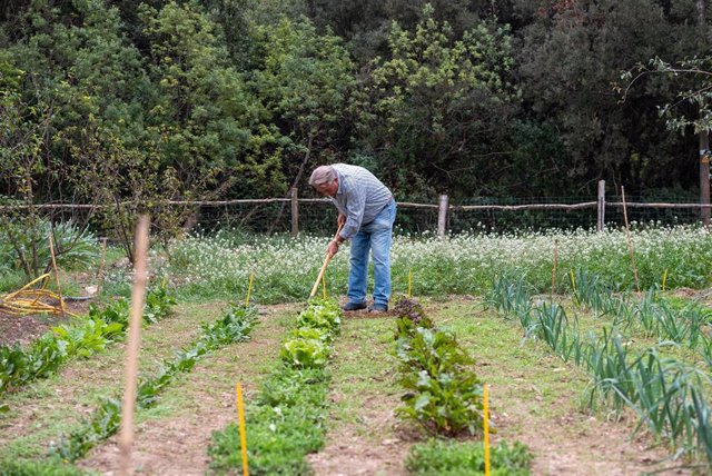 Archivo - Un agricultor conrea un huerto.