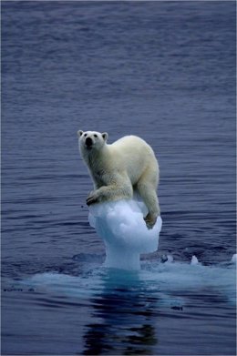 El calentamiento global y el deshielo del Ártico ponen en peligro la supervivencia del oso polar.