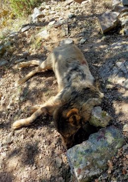 Ejemplar de lobo adulto hallado muerto en Montenegro de Cameros (Soria).