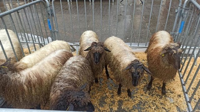 Archivo - La localidad guipuzcoana de Ordizia celebrará el 12 de abril su tradicional Artzai Eguna