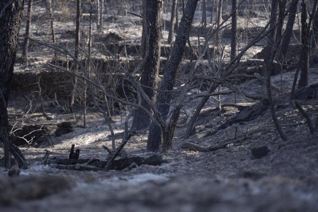 Vegetación afectada por el incendio de Villanueva de Viver 