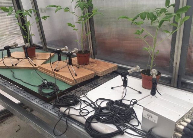  Una foto de tres plantas de tomate cuyos sonidos se están grabando en un invernadero.