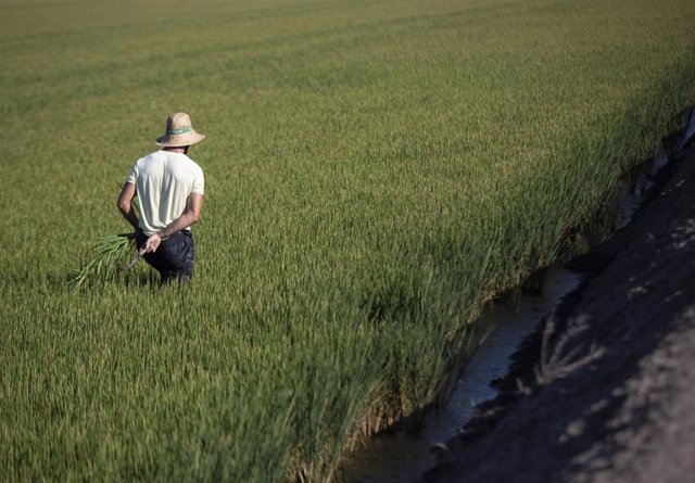 Archivo - Imagen de archivo de un jornalero durante su labor, escardar arroz, en un arrozal en Isla Mayor.