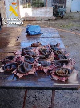 Investigado en Salamanca por caza indiscriminada de erizos y pesca ilegal, que grababa y colgaba en internet.
