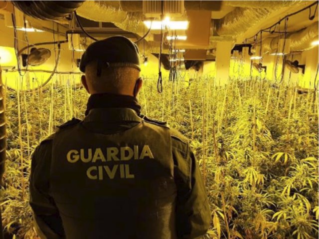 Agente de la Guardia Civil ante una plantación de marihuana. Archivo.