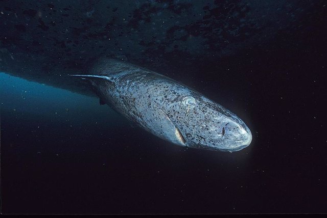 Tiburón de Groenlandia