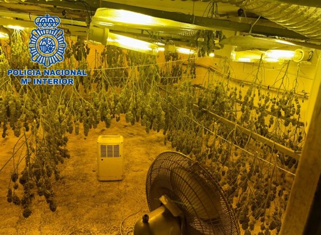 Cuatro detenidos en El Ejido (Almería) con un cultivo de 200 plantas de marihuana en un zulo escondido en una vivienda