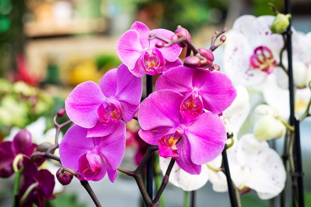 Orquídea, fertilidad y reconciliación