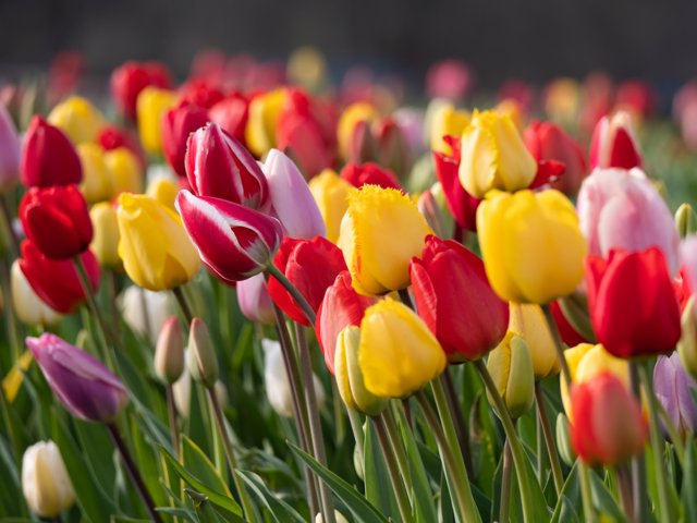 Tulipan, afecto y alegría