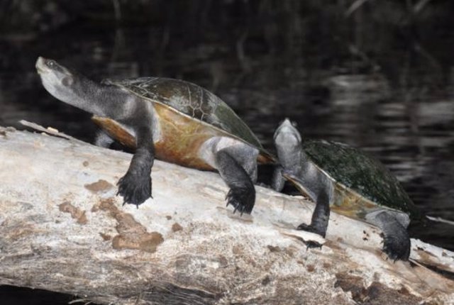 Tortuga de agua dulce 'tomando el sol' por la noche. Imagen capturada para el estudio de los hábitos de descanso nocturno.