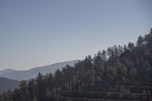 Vista de vegetació després de l'incendi de Vilanova de Viver