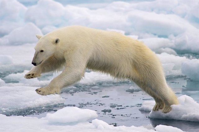 Oso polar saltando en la banquisa o hielo oceánico, al norte de las islas Svalbard, en Noruega