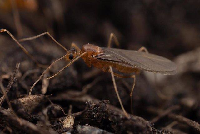 Archivo - Una hormiga loca amarilla macho (Anoplolepis gracilipes)