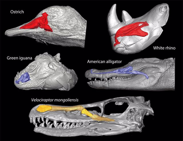 Reconstrucciones tridimensionales de las cavidades nasales de tetrápodos vivos y la vía aérea principal en la nariz del dinosaurio terópodo Velociraptor mongoliensis.