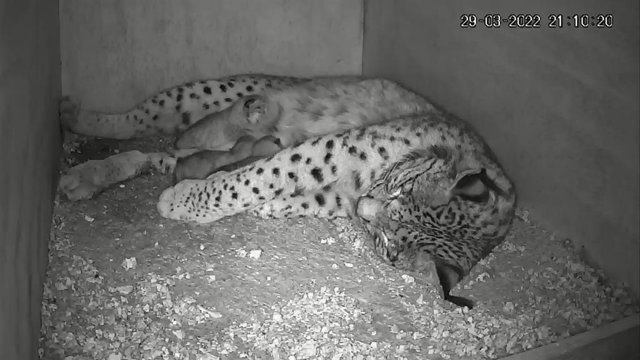 Archivo - Imagen de archivo de un parto en el centro de cría de El Acebuche.