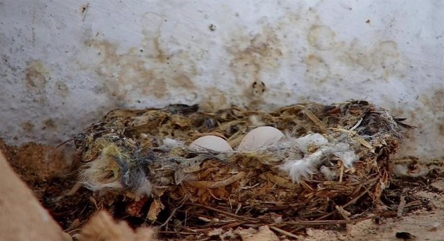 Vista de los dos huevos puestos en uno de los nidos de la colonia de vencejos pálidos ubicada en un colegio de Jerez de la Frontera