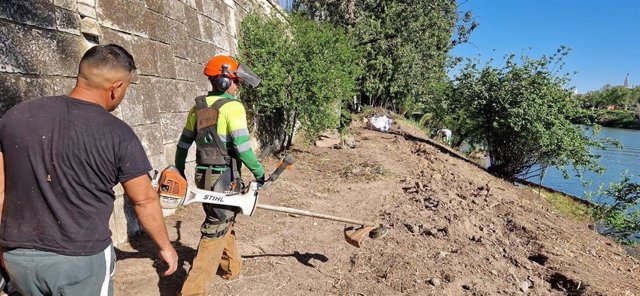 Ya han comenzado las tareas de desbroce en el talud del río que se recuperará con el proyecto aprobado para recuperar la fábrica de tabacos en Los Remedios.