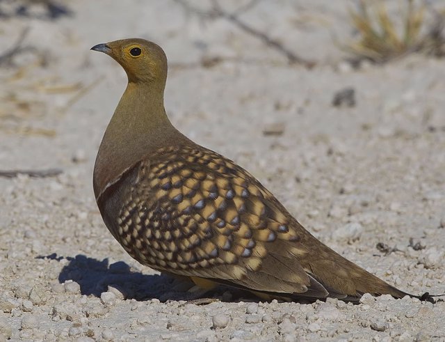 Macho de ganga de Namaqua