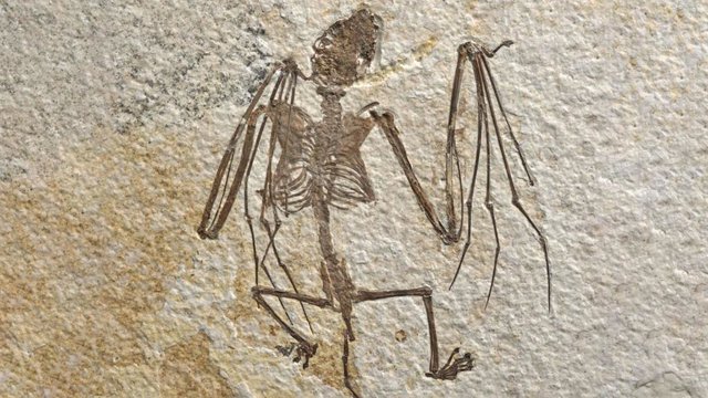 Foto de un esqueleto de murciélago recién descrito que representa a Icaronycteris gunnelli. Este espécimen es el holotipo, el representante que lleva el nombre de una nueva especie, y se encuentra en las colecciones del Museo Americano de Hustoria Natural