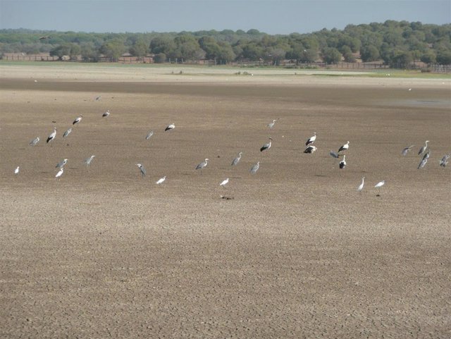 Marisma de Doñana seca.