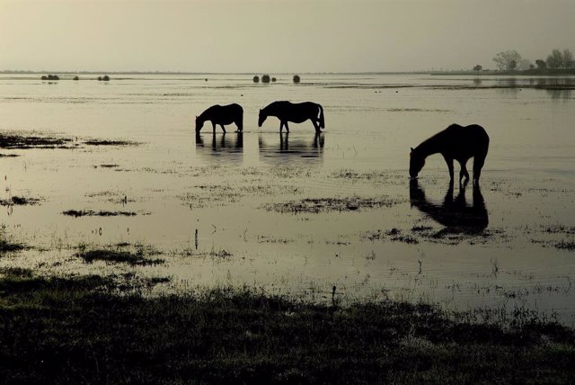 Archivo - Caballos en la marisma de Doñana. Parque Nacional. Humedal