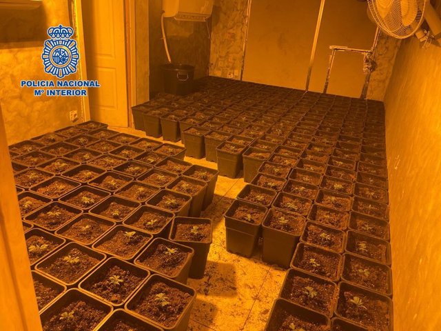 Plantas de marihuana intervenidas en un piso de las Tres Mil Viviendas de Sevilla.