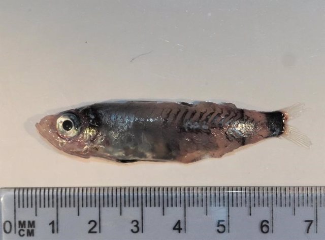 Microichthys grandis