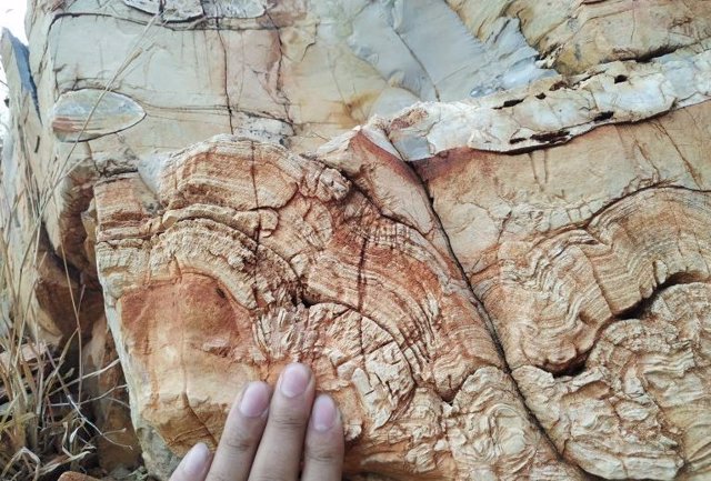 Fósiles de estromatolitos paleoproterozoicos (alrededor de 2 mil millones de años) estudiados en este proyecto
