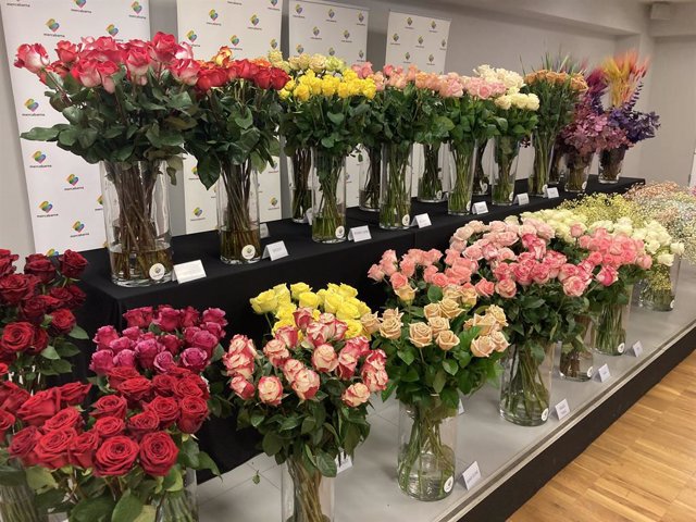 Diferents tipus de roses que es vendran per Sant Jordi