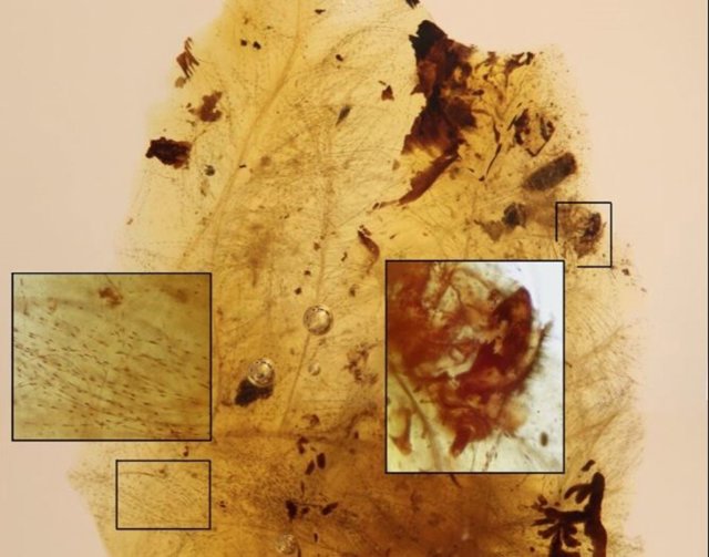Restos de la muda de larvas de escarabajos que se alimentan de plumas íntimamente asociadas con porciones de plumas suaves de un dinosaurio terópodo no identificado en el ámbar del Cretácico Inferior de España.