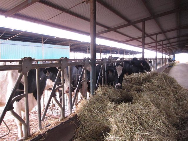 Archivo - Explotación de vacuno de leche en la comarca de Los Pedroches, en el Norte de Córdoba.