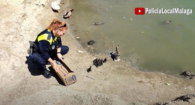 La Policía Local recoge a una pata y sus crías en una carretera y los devuelve a su hábitat natural