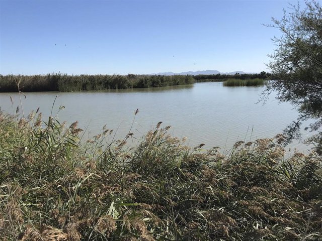 Archivo - Imagen de archivo de la Albufera de València. 